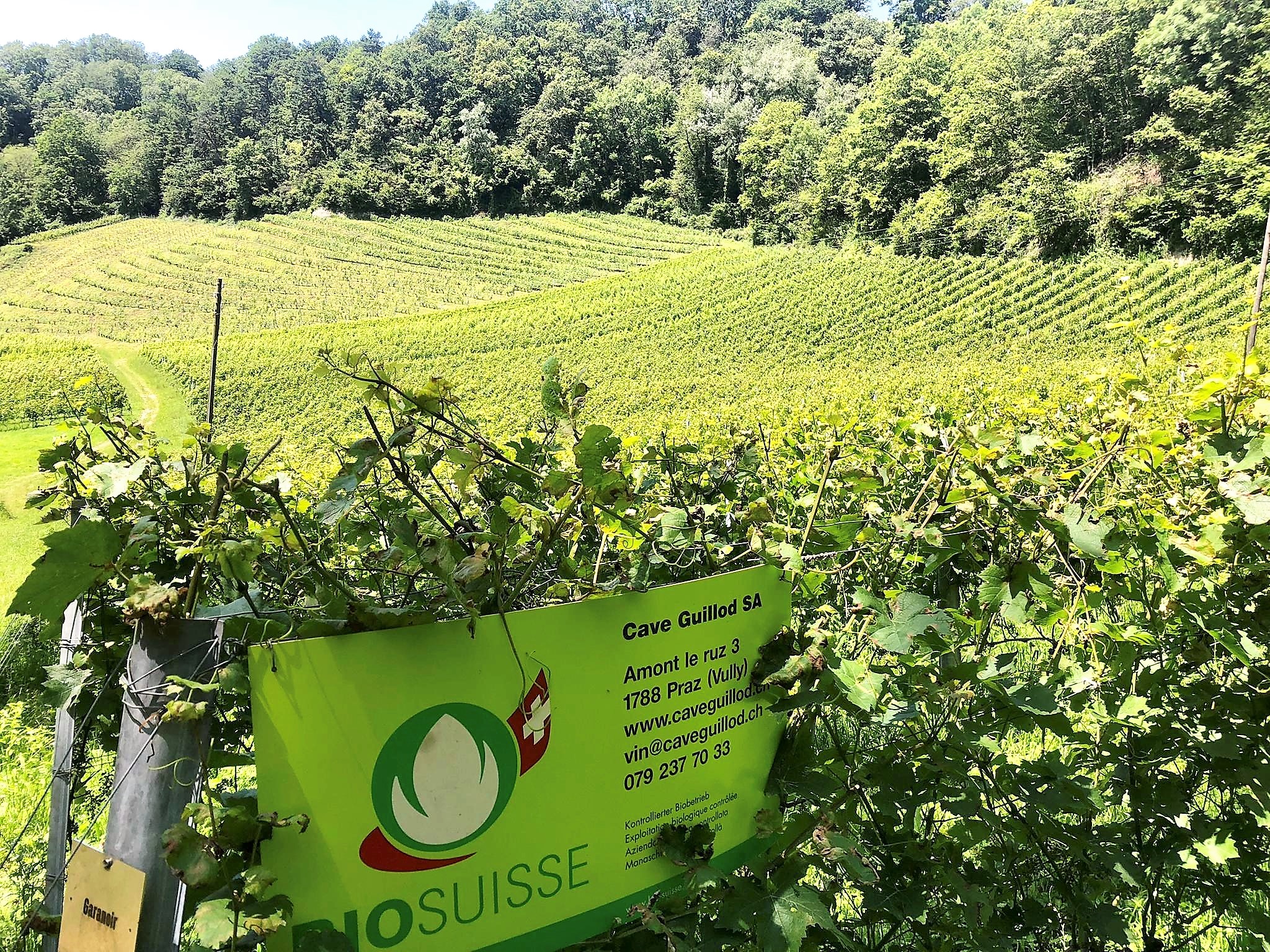 Vigne du Vully de la Cave Guillod